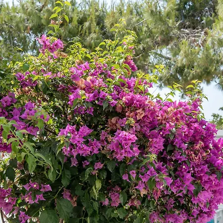 Maroulis Naxos