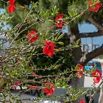 Guest house Maroulis Naxos 3*