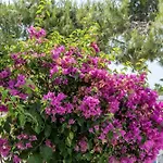 Guest house Maroulis Naxos