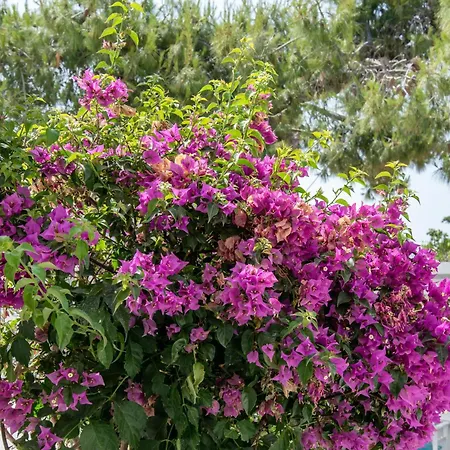 Affittacamere Maroulis Naxos